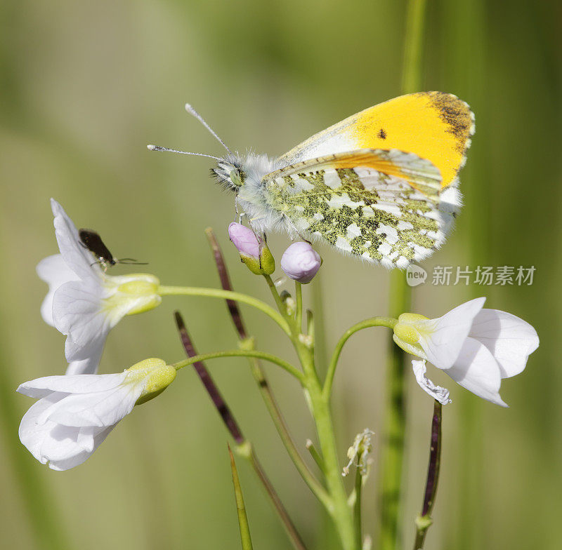 桔梗蝶(carcharis cardamines)雄性